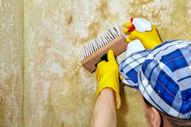 Best Basement Mold Removal  in Parsippany, NJ