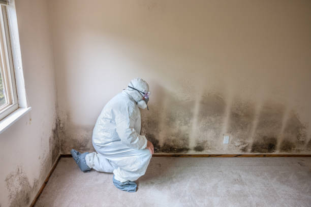 Best Environmental Consulting for Mold Prevention  in Parsippany, NJ