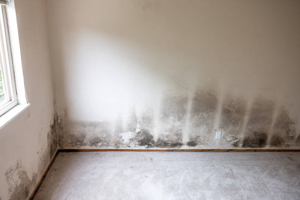 Best Mold Documentation for Insurance Claims  in Parsippany, NJ